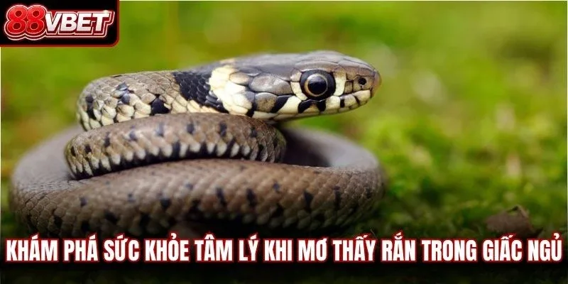 Khám phá sức khỏe tâm lý khi mơ thấy rắn trong giấc ngủ